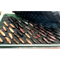PUPAE NEST PUPAE NEST